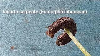 lagarta serpente (Eumorpha labruscae) 