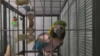 Viral cursing Massachusetts parrot known for being rude is put up for adoption