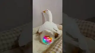 🪿🪺😍#funny #prindavan #comedyvideo #duck #satwalucu #comedyshorts #animals