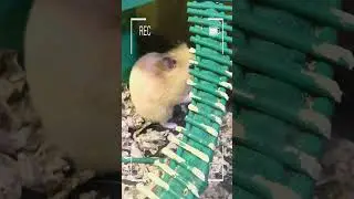 Basic Hamster Care 🐹💖 LOVE#cutehamster #shorts #viral #hamster#hamsters#cutepets #smallpets