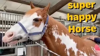 Super happy Horse 🐴 Beautiful Horse 🐴 Overo Paint Horse 🐎