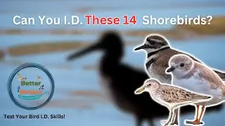 How Many of These 14 Shorebirds Can You Identify? (United States)
