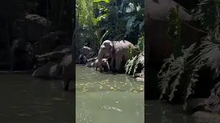 Jungle Cruise Summer Vibes! #junglecruise #elephants #disneyland #disneylandrides #adventureland