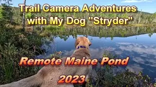 Trail Cam Adventures with my Dog (Labrador Retriever) Remote Pond 2023