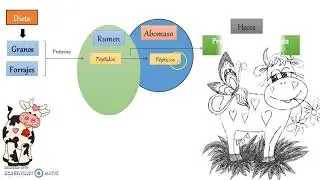 METABOLISMO DE PROTEINAS EN RUMIANTES