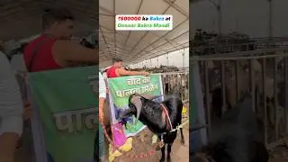₹5 Lakhs ka Bakra at Deonar Bakra Mandi||#shorts #deonar #deonarbakra #bakramandi #deonarmandi