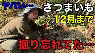 サツマイモを掘り忘れるとこうなります。。。。【園芸超人カーメン君】