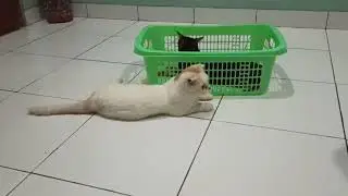 DeDe Rashya main bareng Scottish Fold JoJo & Bengal Sheeted Marble Chiro