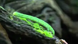Spanworm Caterpillar of Geometridae