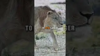 Самые большие львы, когда-либо ступавшие по лицу Земли!