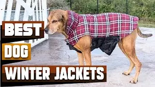 Best Winter Jackets for Dog In 2026 - Top 10 Winter Jackets for Dogs Review