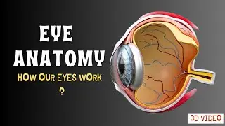 How Our Eyes Work ? 