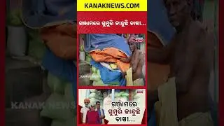 Odisha Paddy Crisis: Farmers Struggle In Ganjam Mandi | Token & Milling Issues