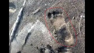 Fisherman has Close Encounter with Sasquatch near Pink Mountain British Columbia