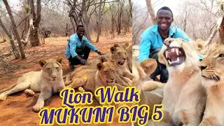 VLOG🇿🇲: WE WENT TO DO LION WALK At Mukuni Big 5 Livingston Zambia Unbelievable