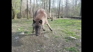 Visit this spellbinding home for wolves in New Jersey.