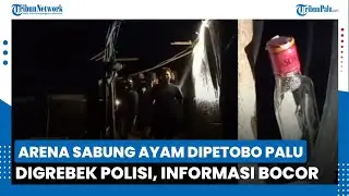 Arena Sabung Ayam di Petobo Kota Palu Digrebek, Lokasi Kosong saat Polisi Tiba