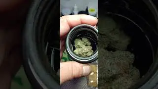 Grower Circle New Mexico Strain (Georgia pie)smoking right Good Smoke