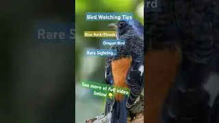 Found Blue Rock Thrush Bird and Bird Watching Ed Insights @DocEdInsights
