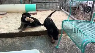 German Shepherd Pups Learning the Agility Course