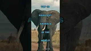 Top 10 heaviest animals in the world #animals #wildlife #animalshorts #shorts