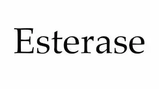 How to Pronounce Esterase