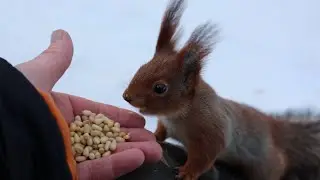 Сегодня много голодных белок / There are a lot of hungry squirrels today