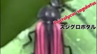 Pristolycus sagulatus(スジグロボタル)