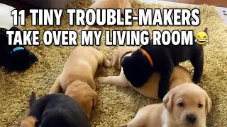 11 Tiny Trouble-Makers Take Over My Living Room 🐾😂