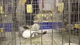 تقليب الصافي مع الحاج محمد دغيش وتحياتي لاهل دمنهور من داخل معرض بورتوبيجن#كوتوادم