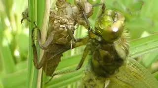 Dragonfly  - Drekafluga - Gy&eth;lur - Vogv&aelig;ngjur - Vatnaskord&yacute;r -  Hamskipti - Sm&aacute;s&aelig;i heimurinn