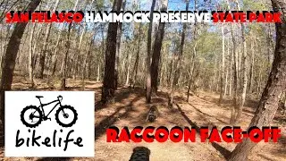 Mountain Biking San Felasco Hammock Preserve State Park - These MTB Trails Have Elevation Gain!