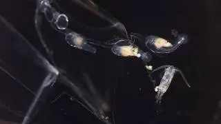 Siphonophore eating copepod