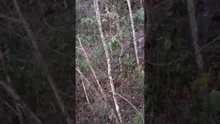 Espera de guatusa o cutia