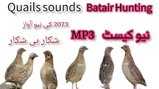 batair sounds night Batair ki awaz mp3 download quail sounds #batair_ka_shikar #batair #quail