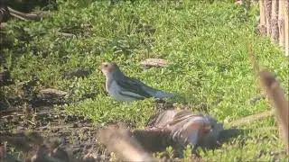 Escr&iacute;banos nivales en los praos y rastrojeras de panojos en Langre. Cantabria.