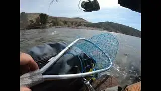 Pyramid Lake CA trout