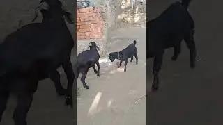 bakre ki takat