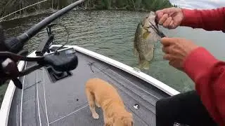 Tons of Wildlife! - Michigan Vacation (1: Ep. 4)