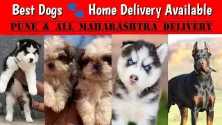 📌 Pune Dog Market 🐾 Home Delivery 🚚 All Over Maharashtra Transportation Available ✅