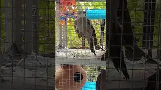 Cocktails birds video shooting | daily vlog | @meetmybudgies 