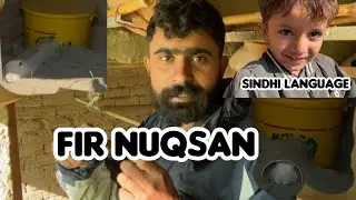 Zaheer ne fir se nuqsan kardia. Awais ki Sindhi language suno 🤣🤣