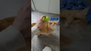 Le brossage stimule la circulation sanguine de votre chat 🐱 #catlovers #petcare #catshorts #viral