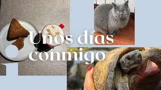 vlogmas|| tarta de zanahoria 🥕 estudios, comida y animales 🦚.