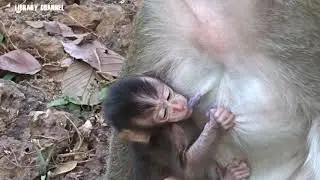 mommy Amara give lunch to lori - so cute baby monkey lori
