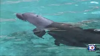 3 bottlenose dolphins in Brevard County die from bird flu