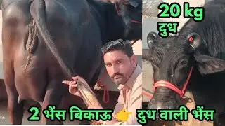 20 किलो दुध वाली 2 भैंस बिकाऊ 👉 दुध वाली भैंस कि जोड़ी #buffalo #forsale