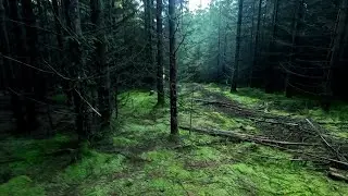 exploring the wild deep woods