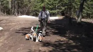 hare hound rabbit fever @ cabin