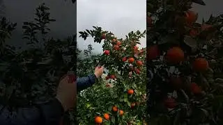 pamaraan sa pag harvest